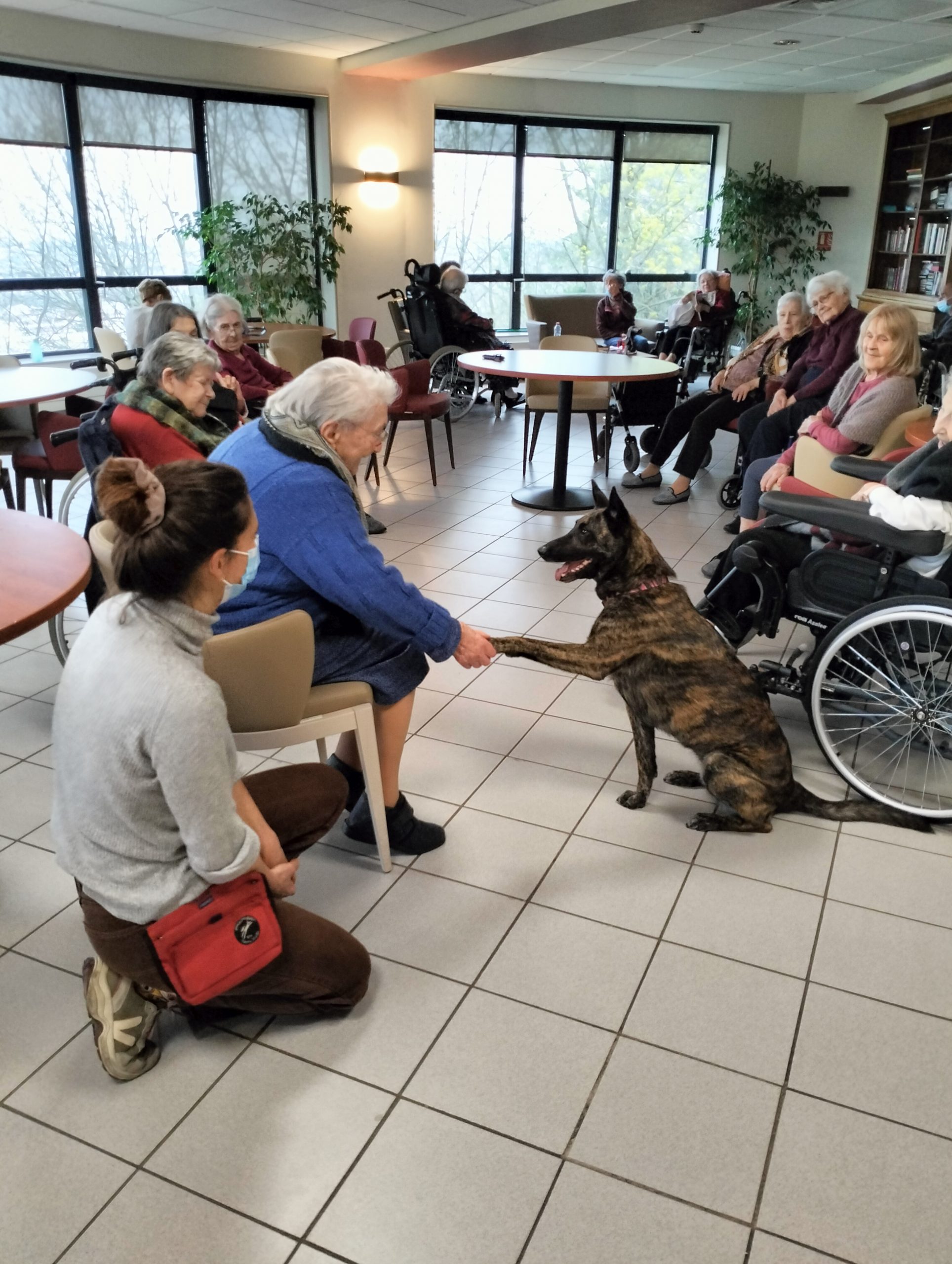 Visites canines