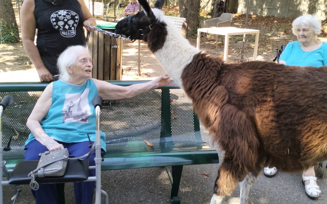 Fête des jardins avec la venue des animaux de la ferme