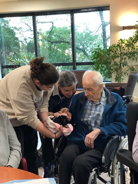 Visite de plusieurs cochons d’inde