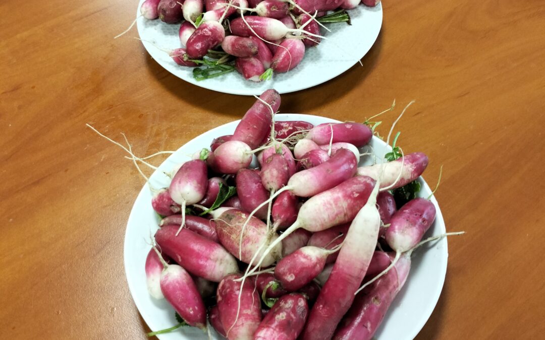 Récolte du potager