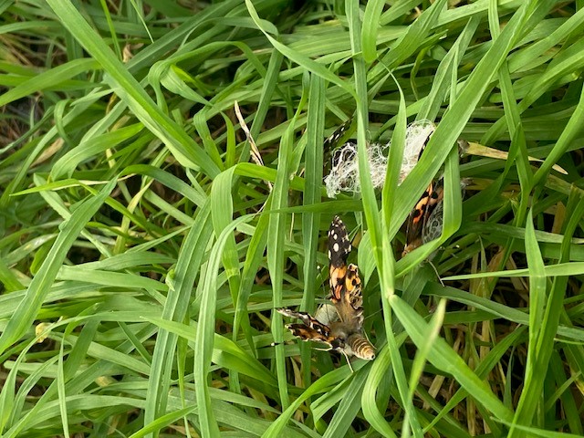 Des chenilles aux papillons
