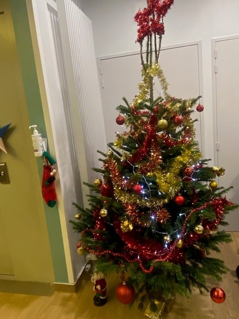 Les sapins de Noël se parent de mille couleurs